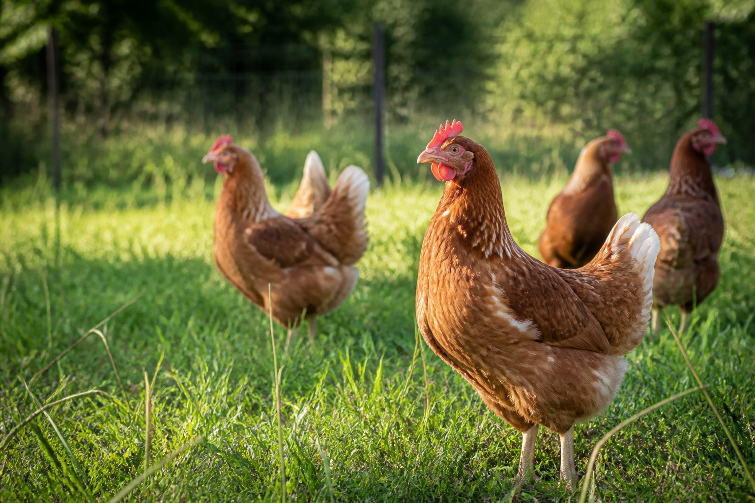Jeunes poulettes pondeuses en enclos — tension filière août 2026