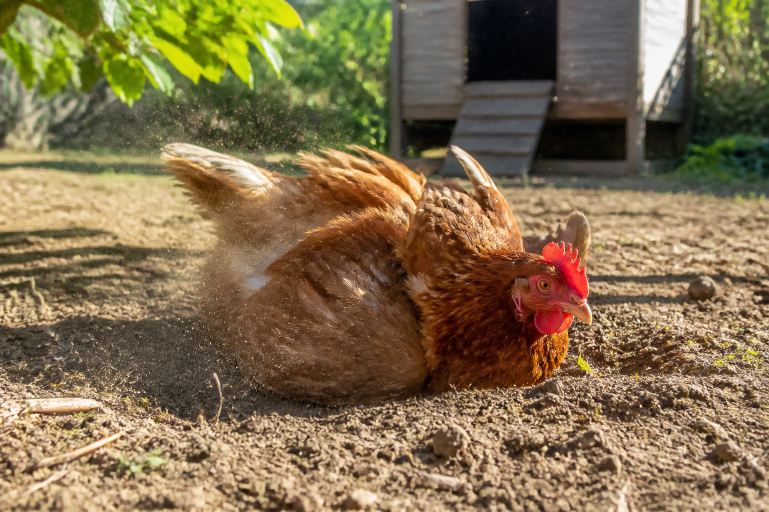 Poule qui gratte le sol au jardin