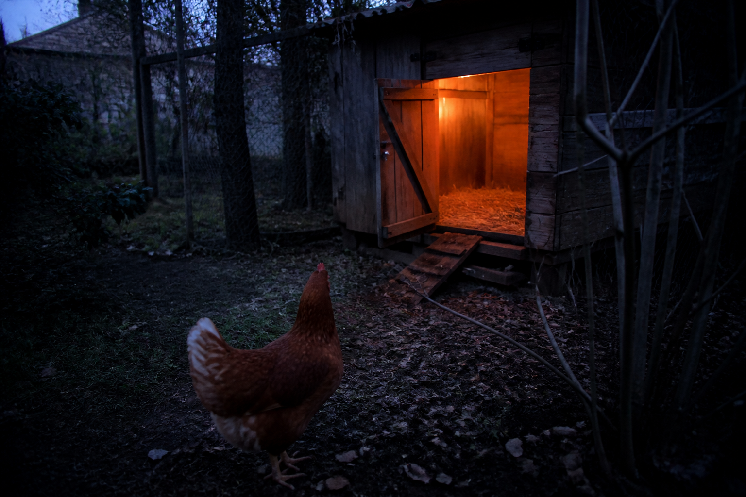 Poule pondeuse au jardin en plein jour — elles voient les couleurs, pas comme nous la nuit