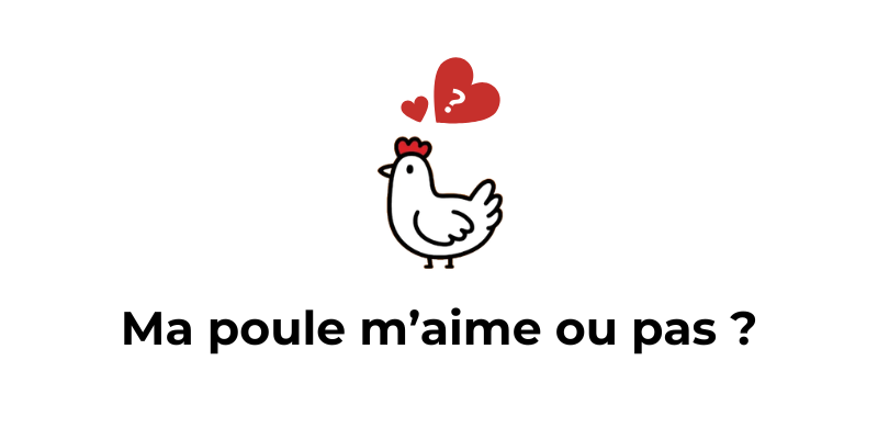 Poule apprivoisee qui s'approche de son humain