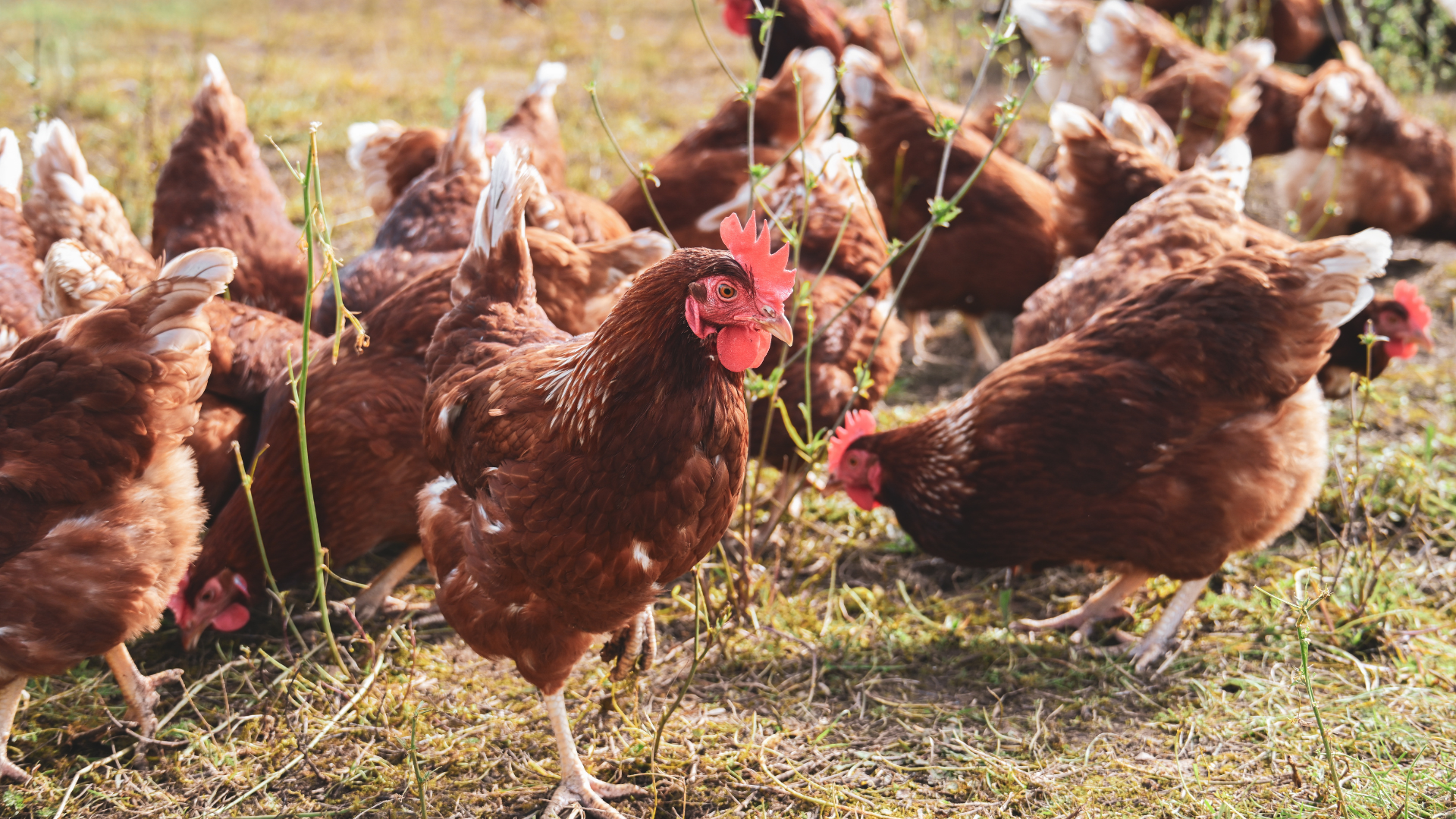Élevage de poules au jardin — préparer son projet