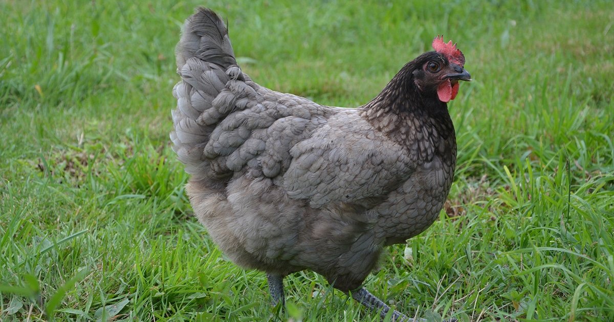 Poule Cendrée