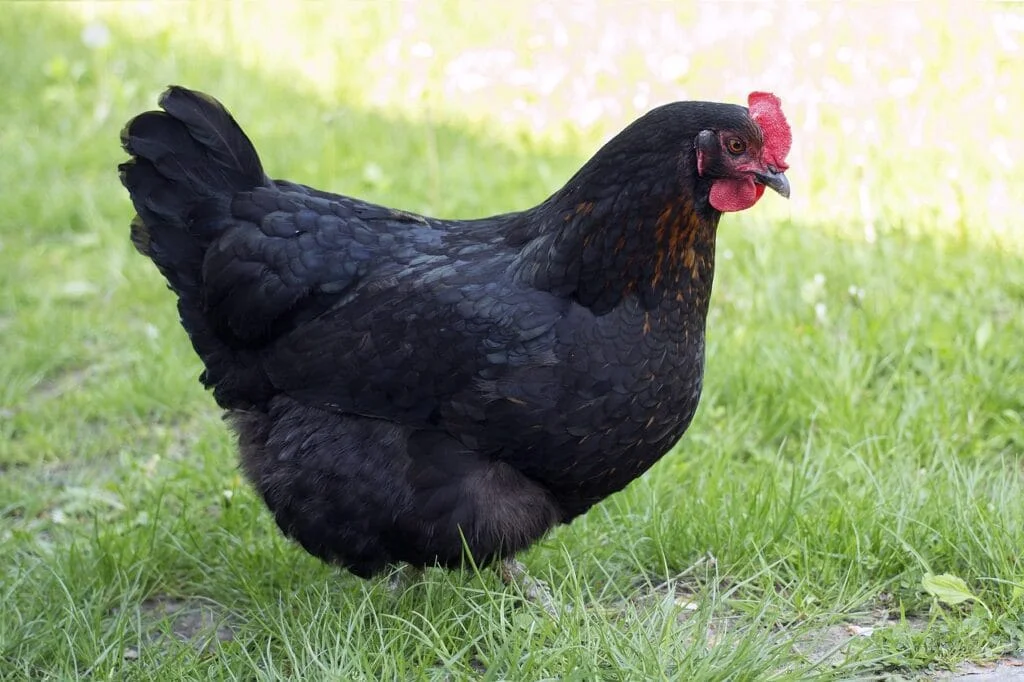 Poule noire type Harco et œufs bruns dans un panier de jardin