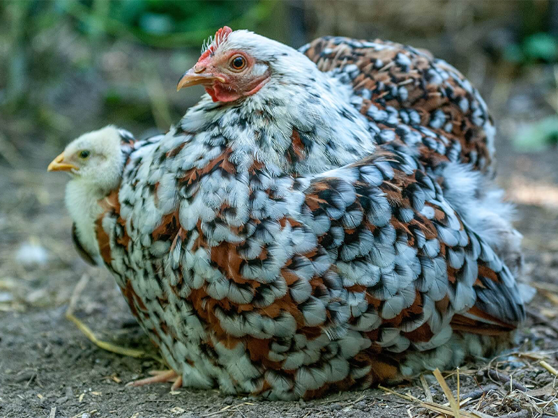 Poule Pékin - Bantam de Pékin