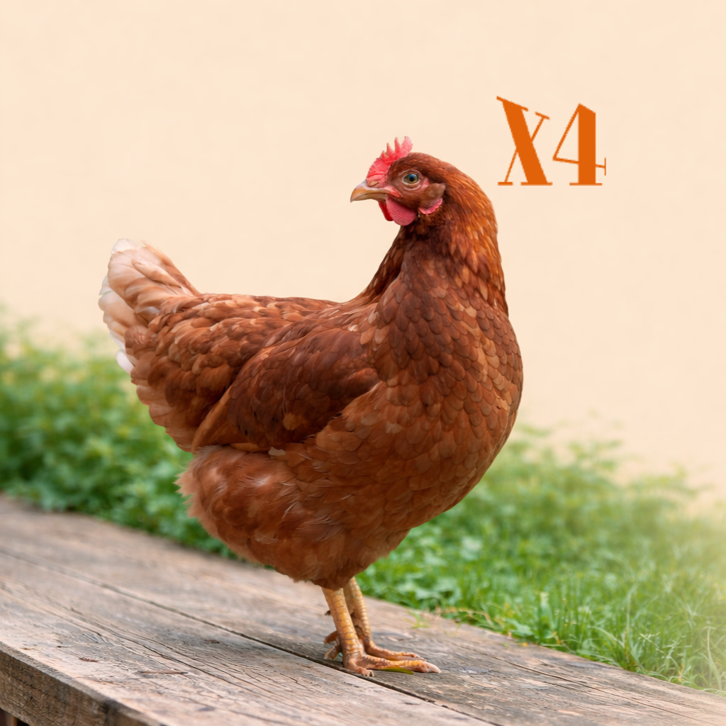 Lot 4 poules rousses